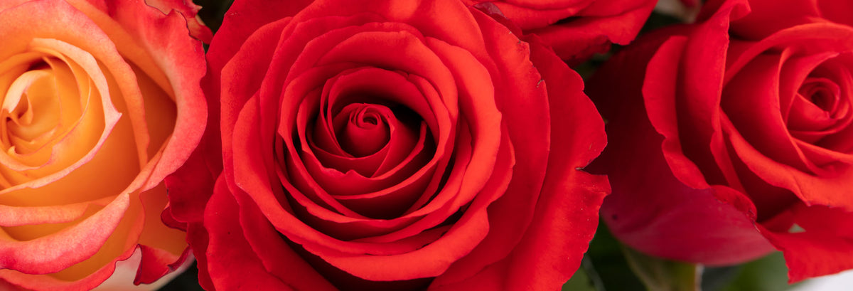 Ecuadorian Roses