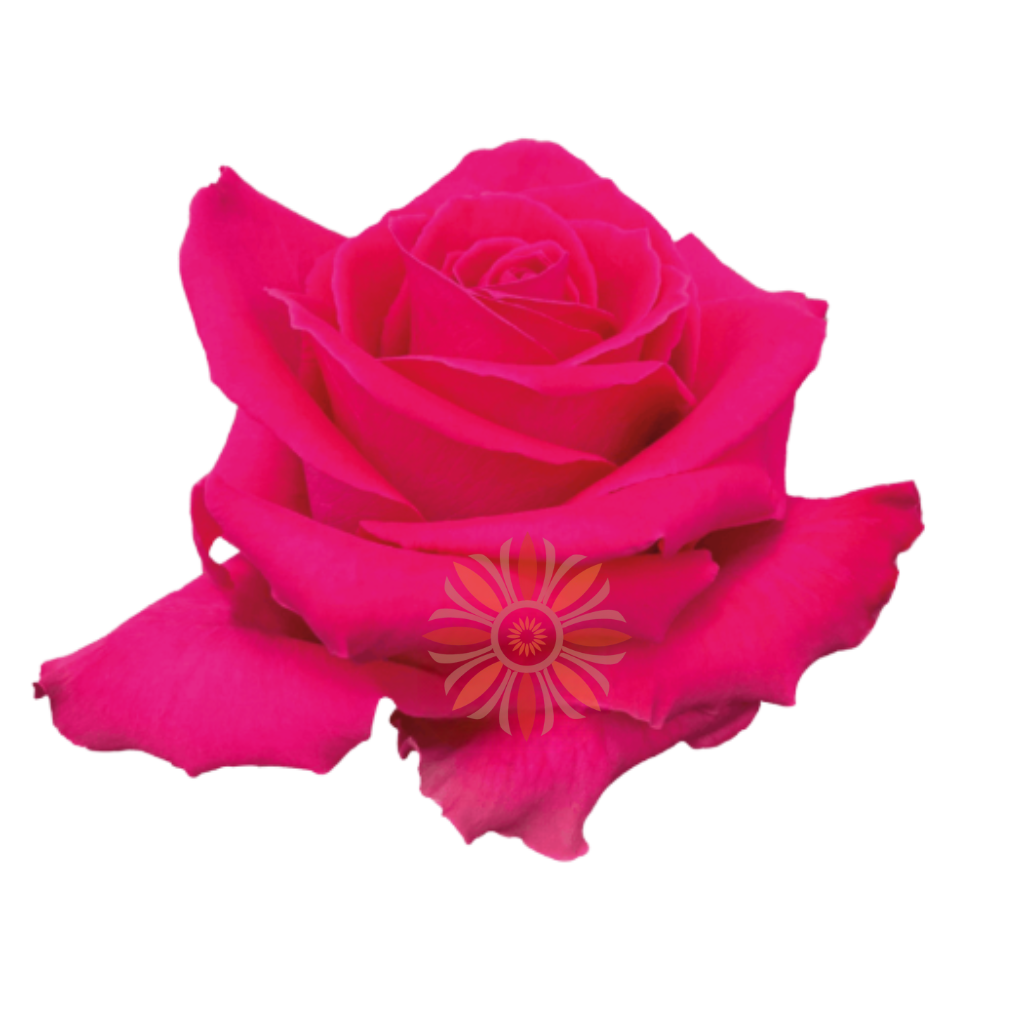 Full Monty Roses 40 CM
