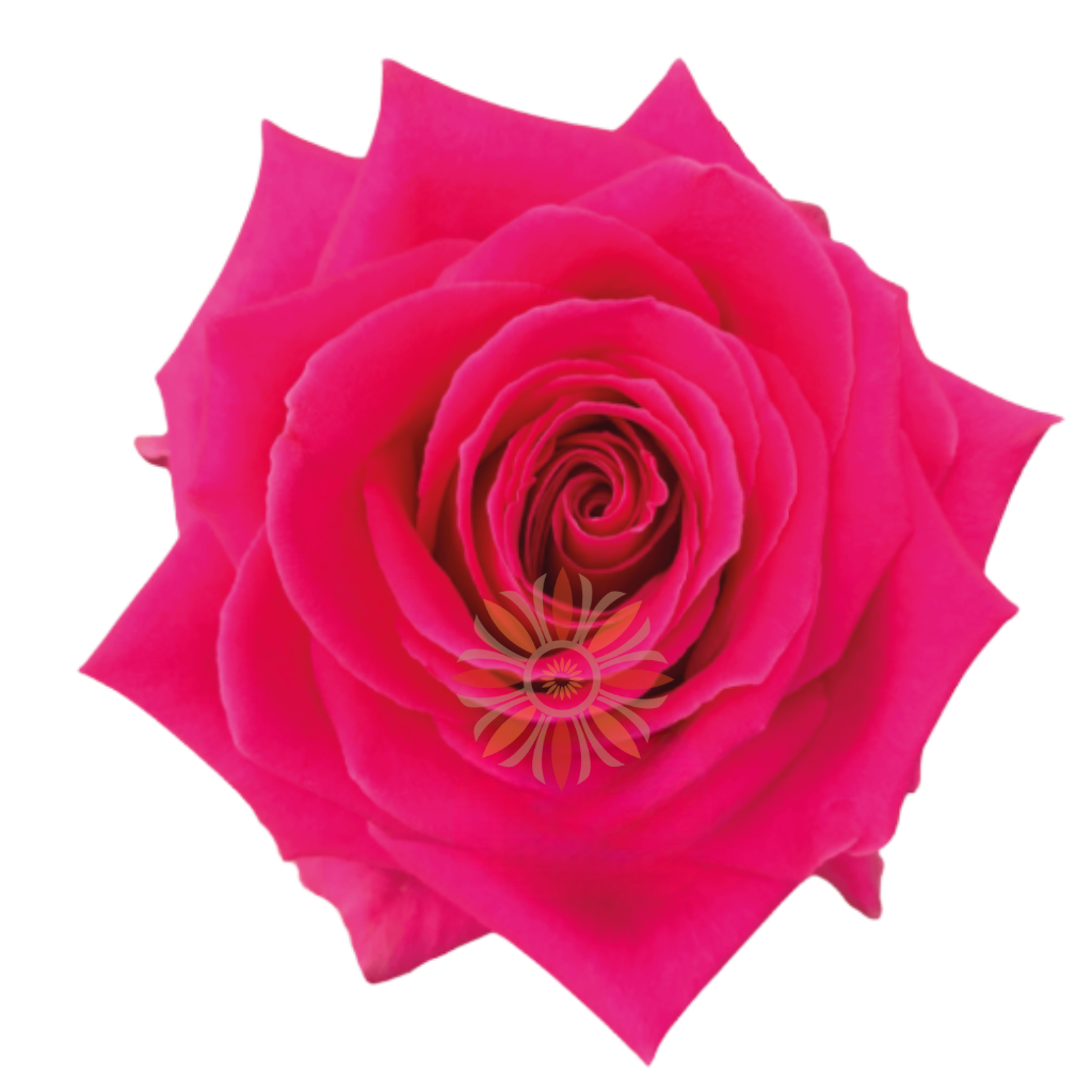 Full Monty Roses 40 CM
