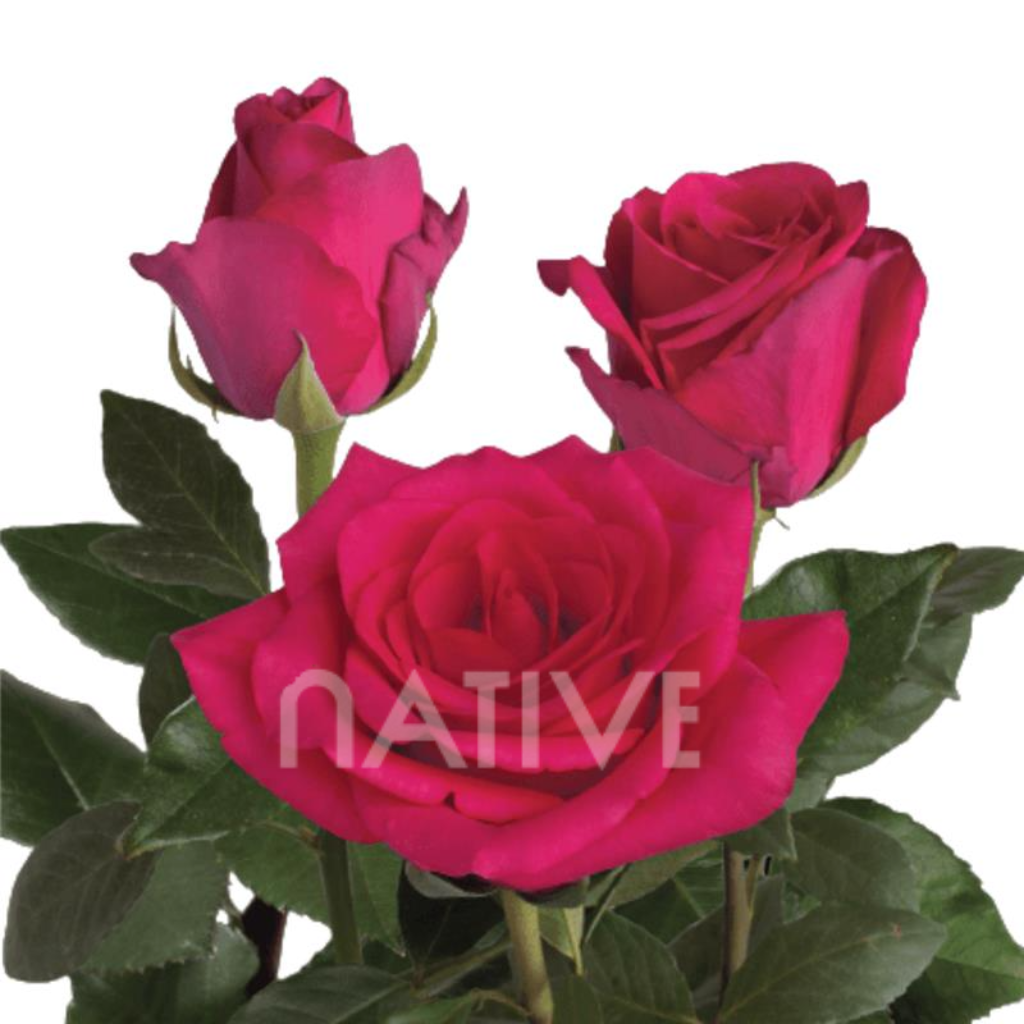Hot Explorer Roses 40 CM