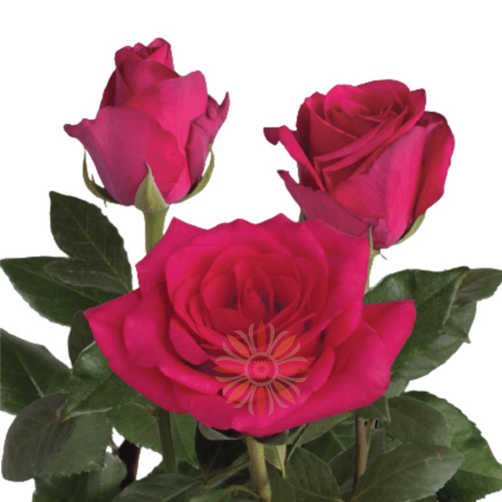 Hot Explorer Roses 40 CM