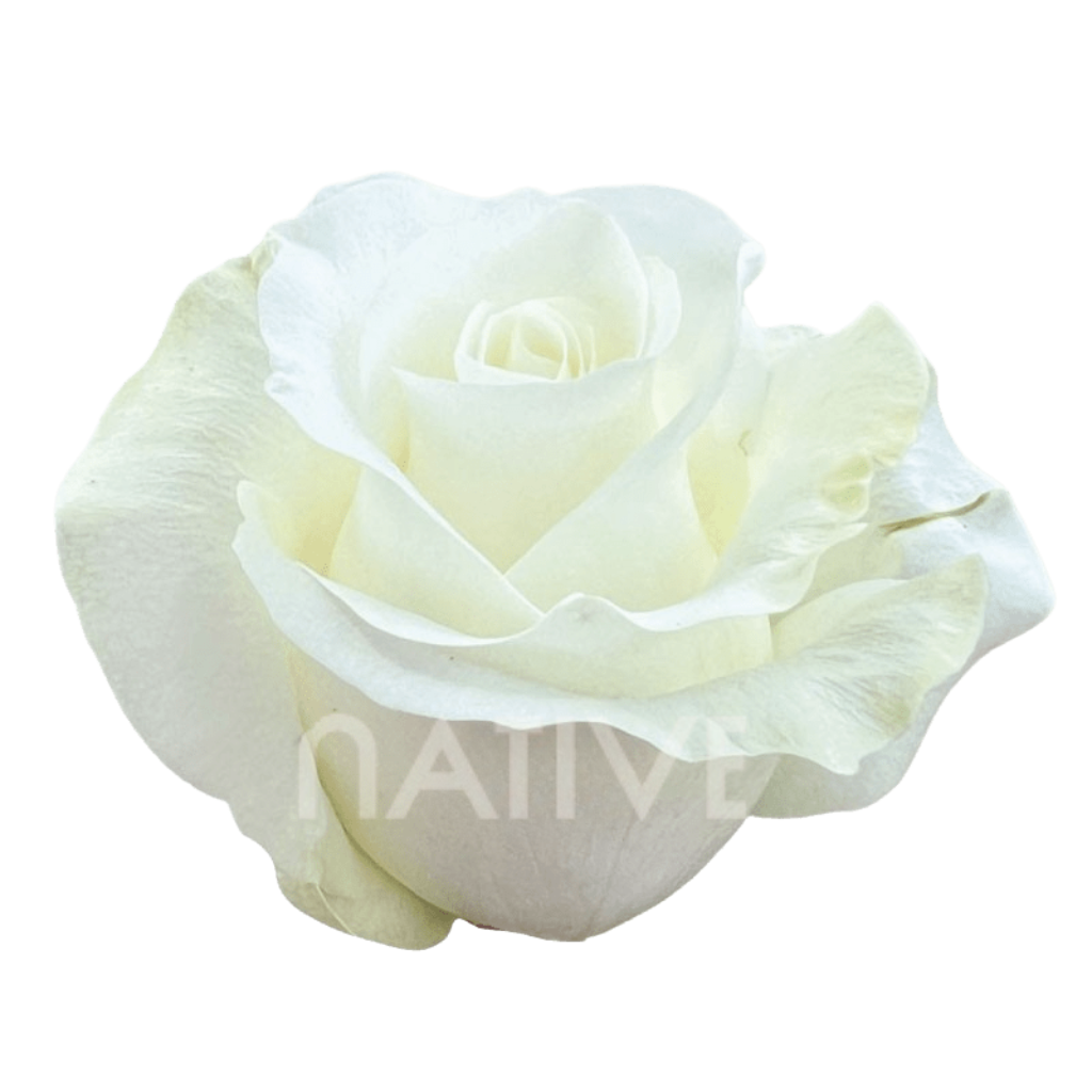 Akito Roses 60 CM