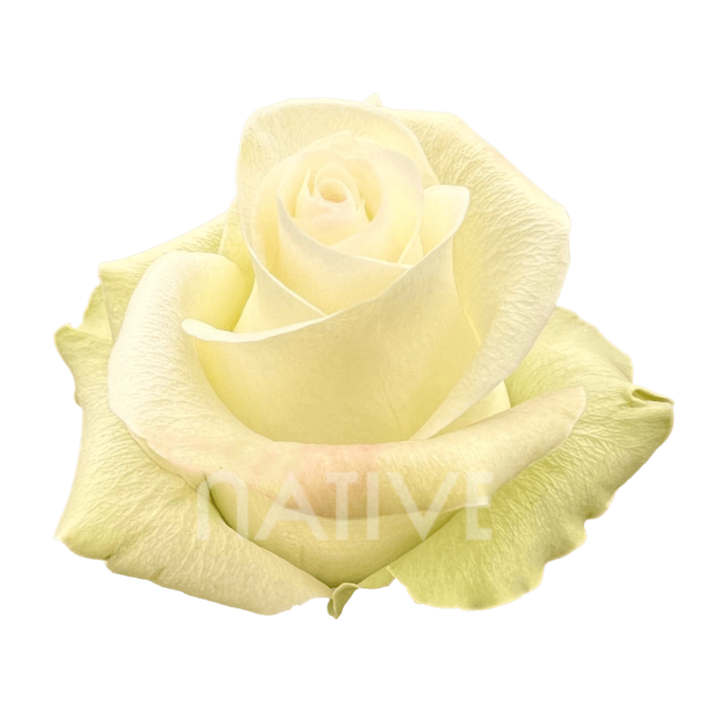 Alba Roses 40 CM