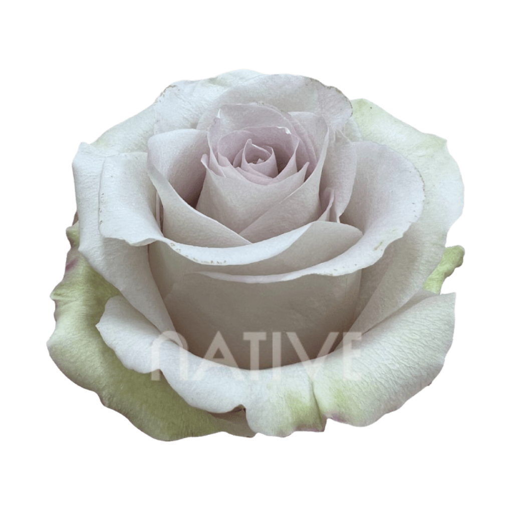 Andrea Roses 40 CM