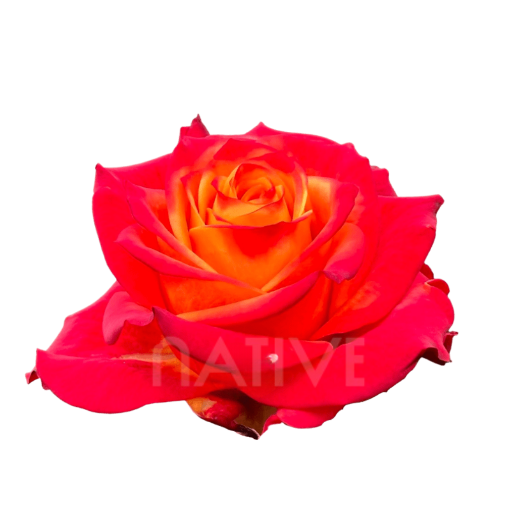 Atomic Roses 40 CM