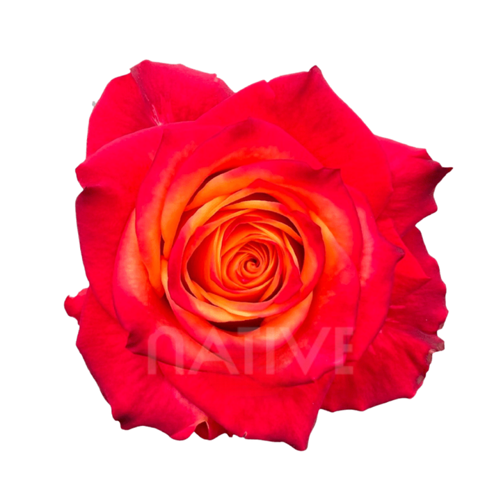 Atomic Roses 40 CM