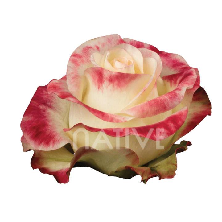 Aubade Roses 50 CM