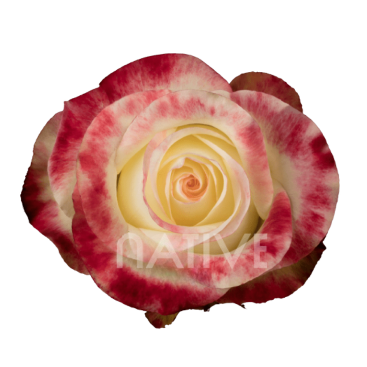 Aubade Roses 50 CM