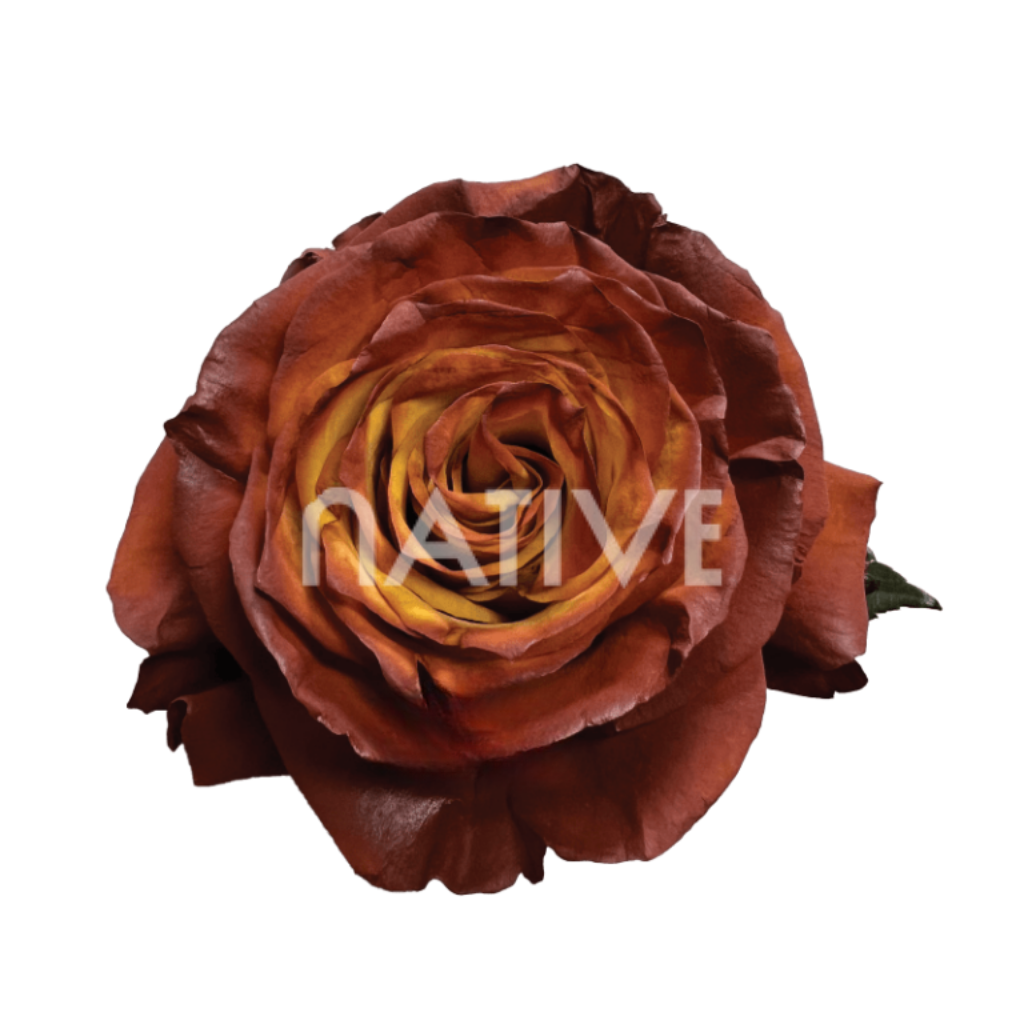 Acorn Tinted Roses 60 CM
