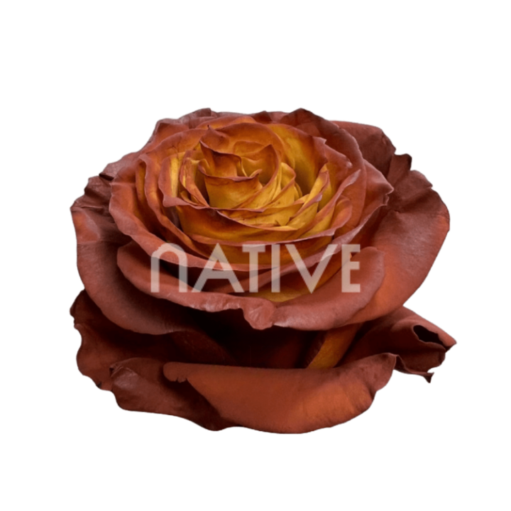 Acorn Tinted Roses 60 CM