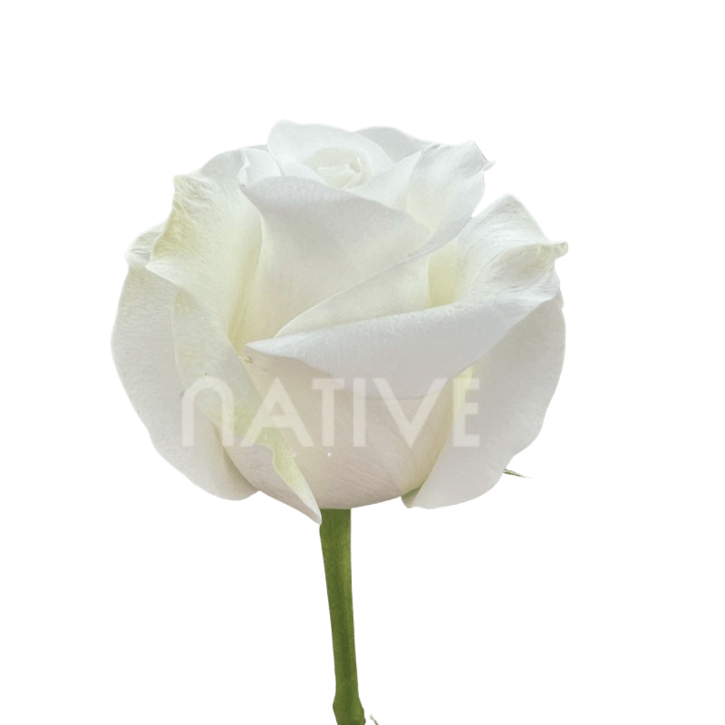 Akito Roses 60 CM