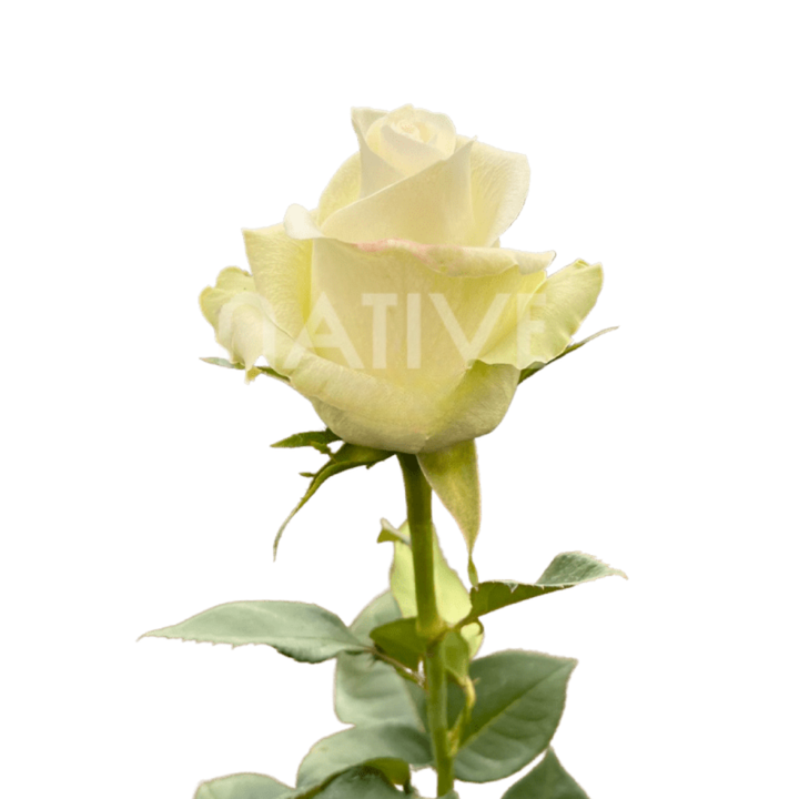Alba Roses 40 CM