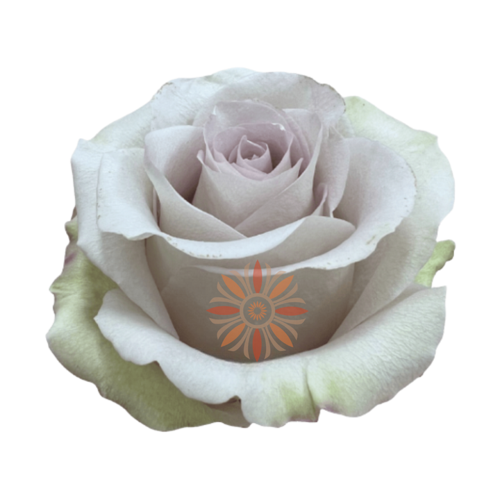Andrea Roses 60 CM