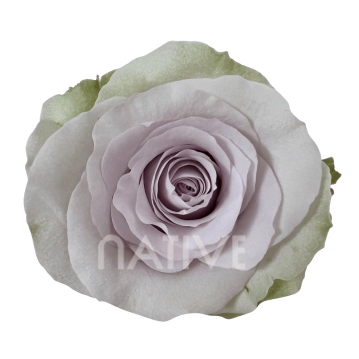 Andrea Roses 40 CM
