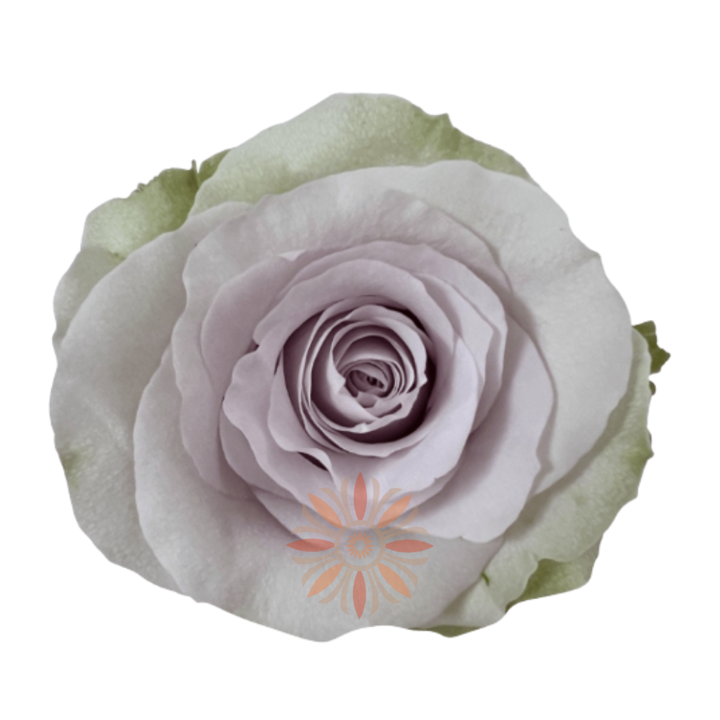 Andrea Roses 70 CM
