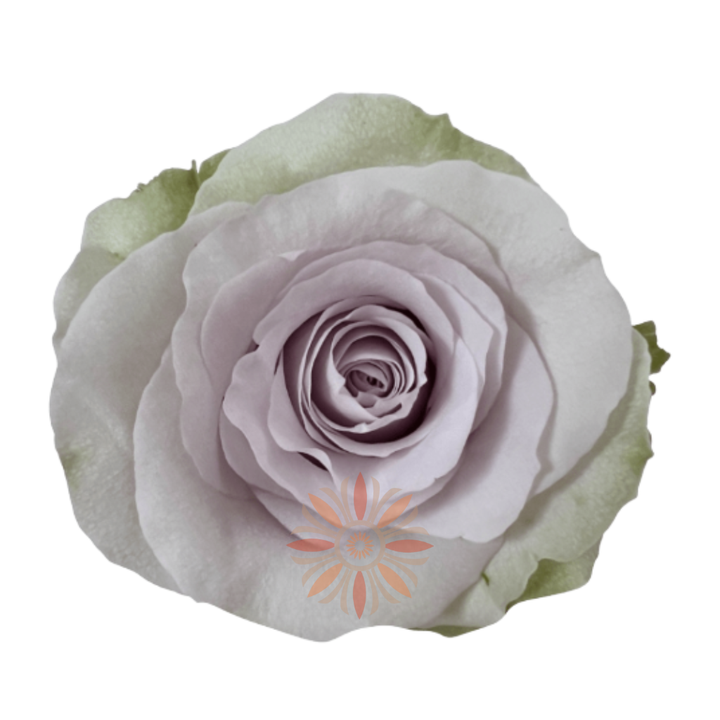 Andrea Roses 70 CM