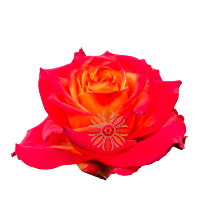 Atomic Roses 40 CM
