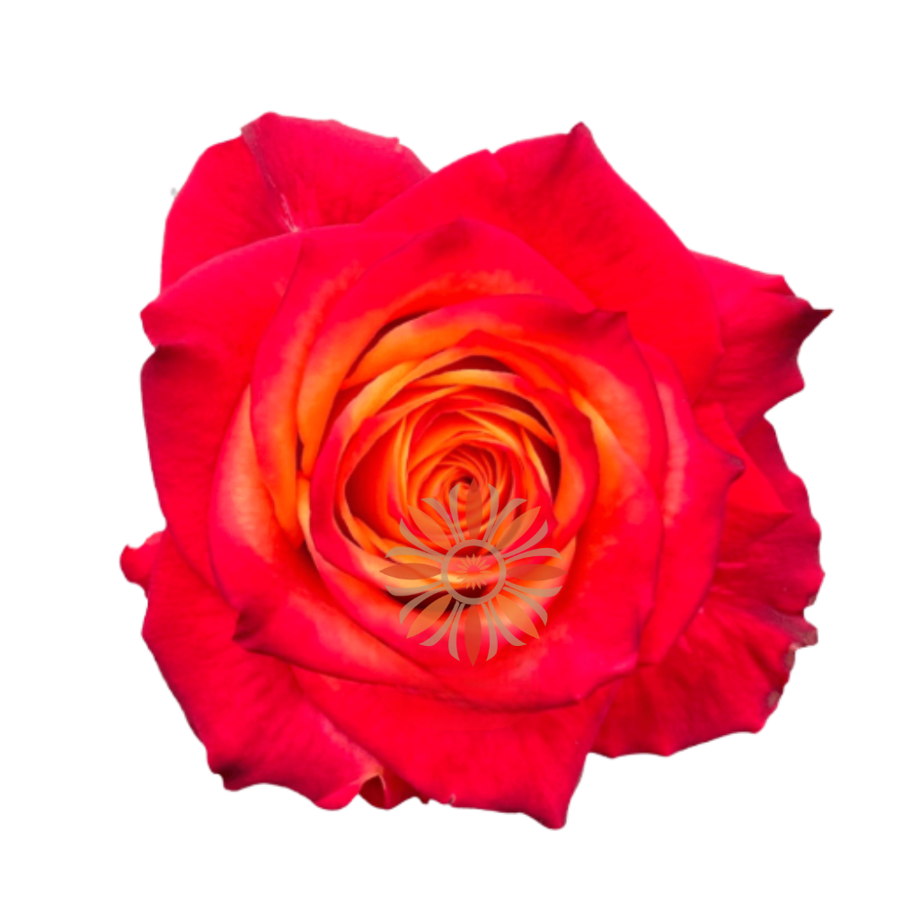 Atomic Roses 40 CM