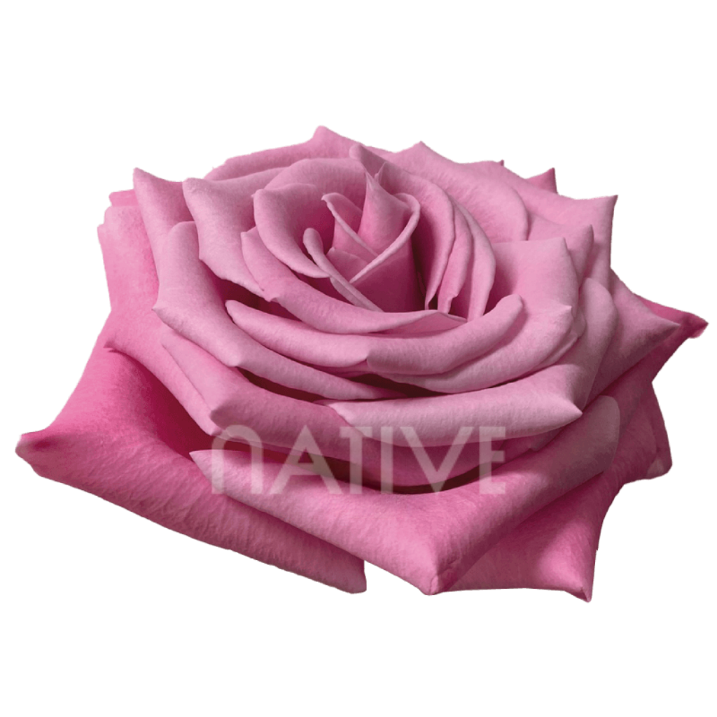 Babaloo Roses 60 CM
