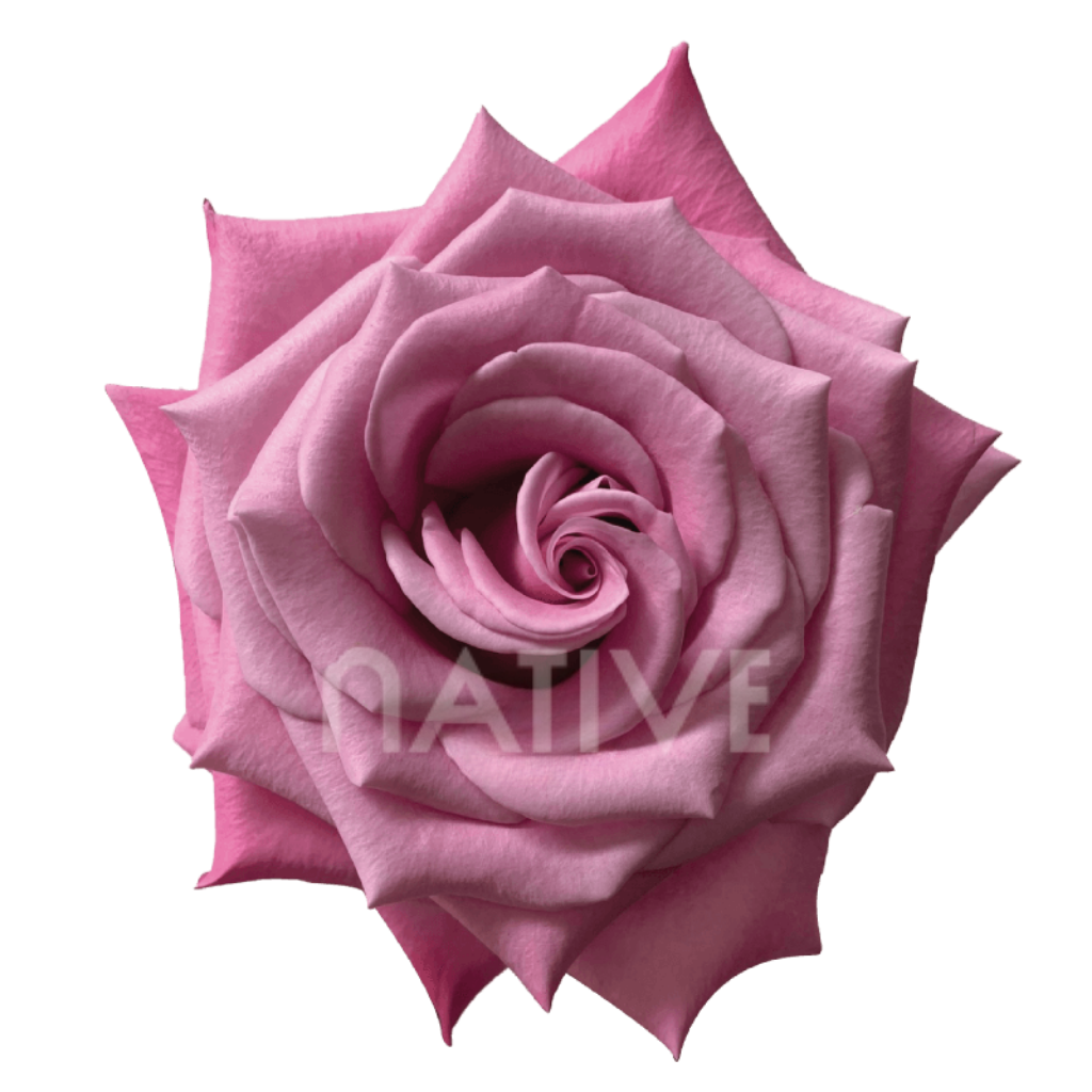 Babaloo Roses 60 CM