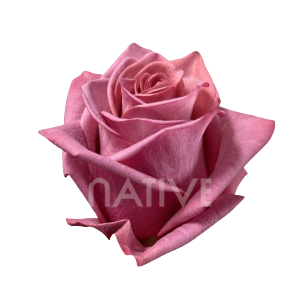 Barista Roses 40 CM