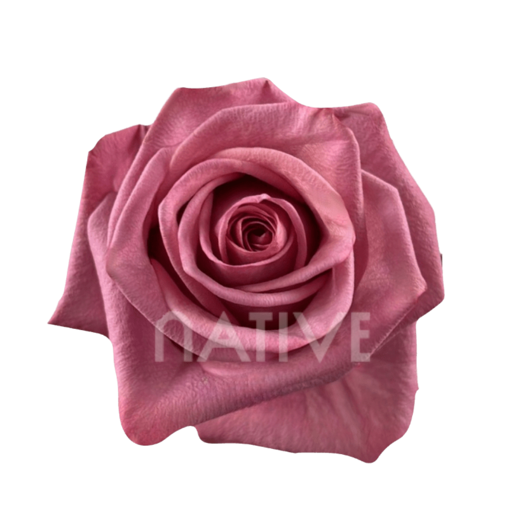 Barista Roses 40 CM