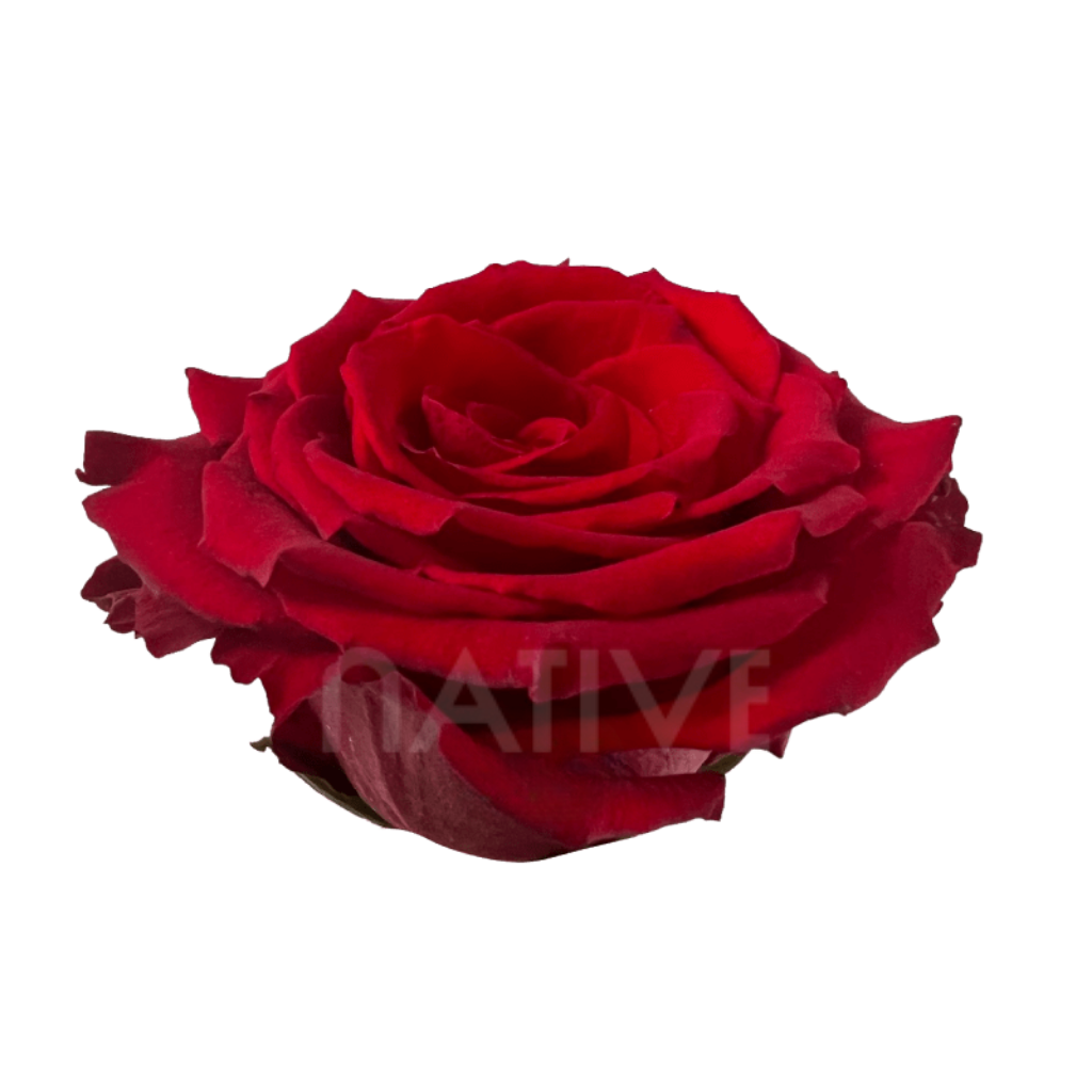 Born Free Roses 70 CM