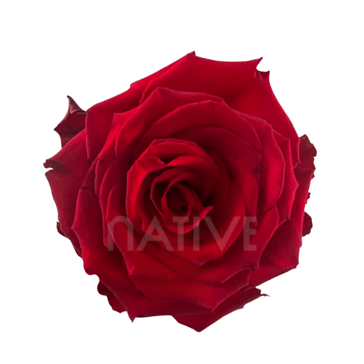 Born Free Roses 70 CM