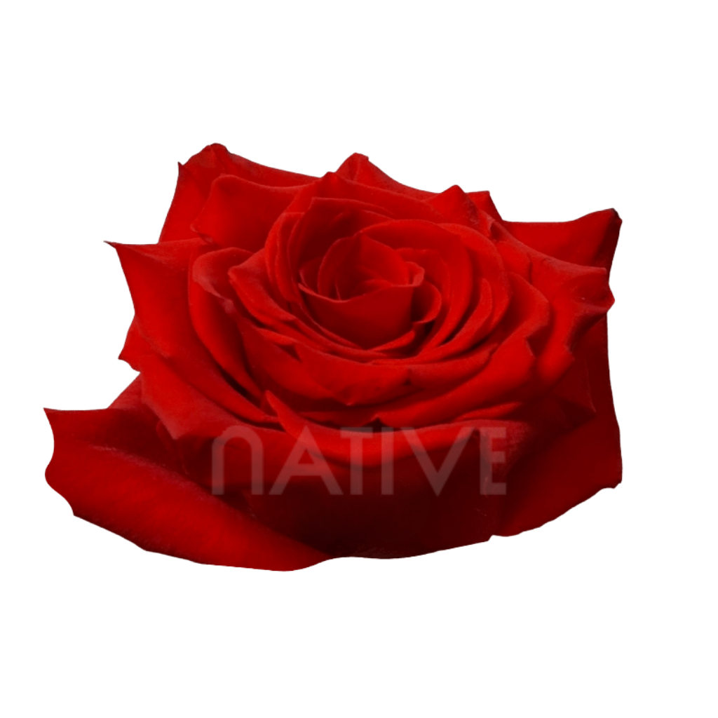Born Happy Roses 80 CM