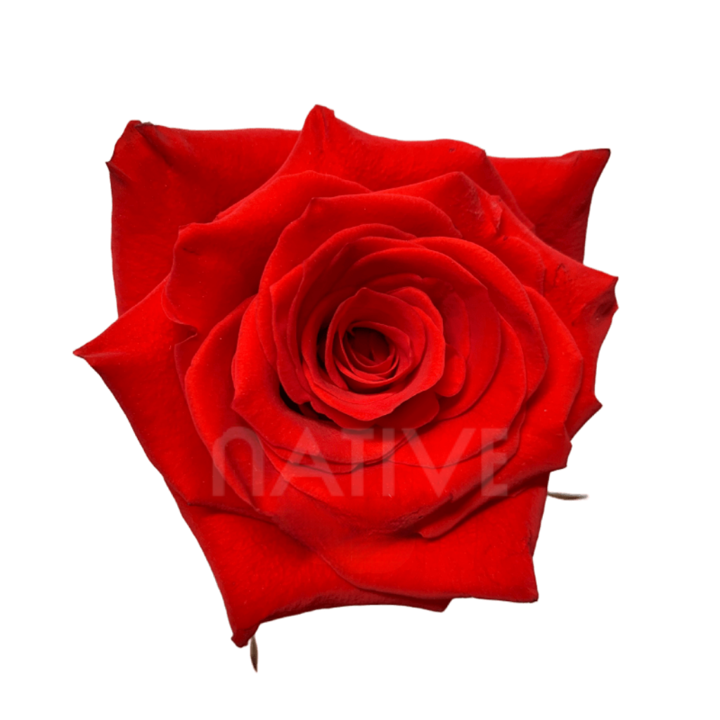 Born Happy Roses 80 CM