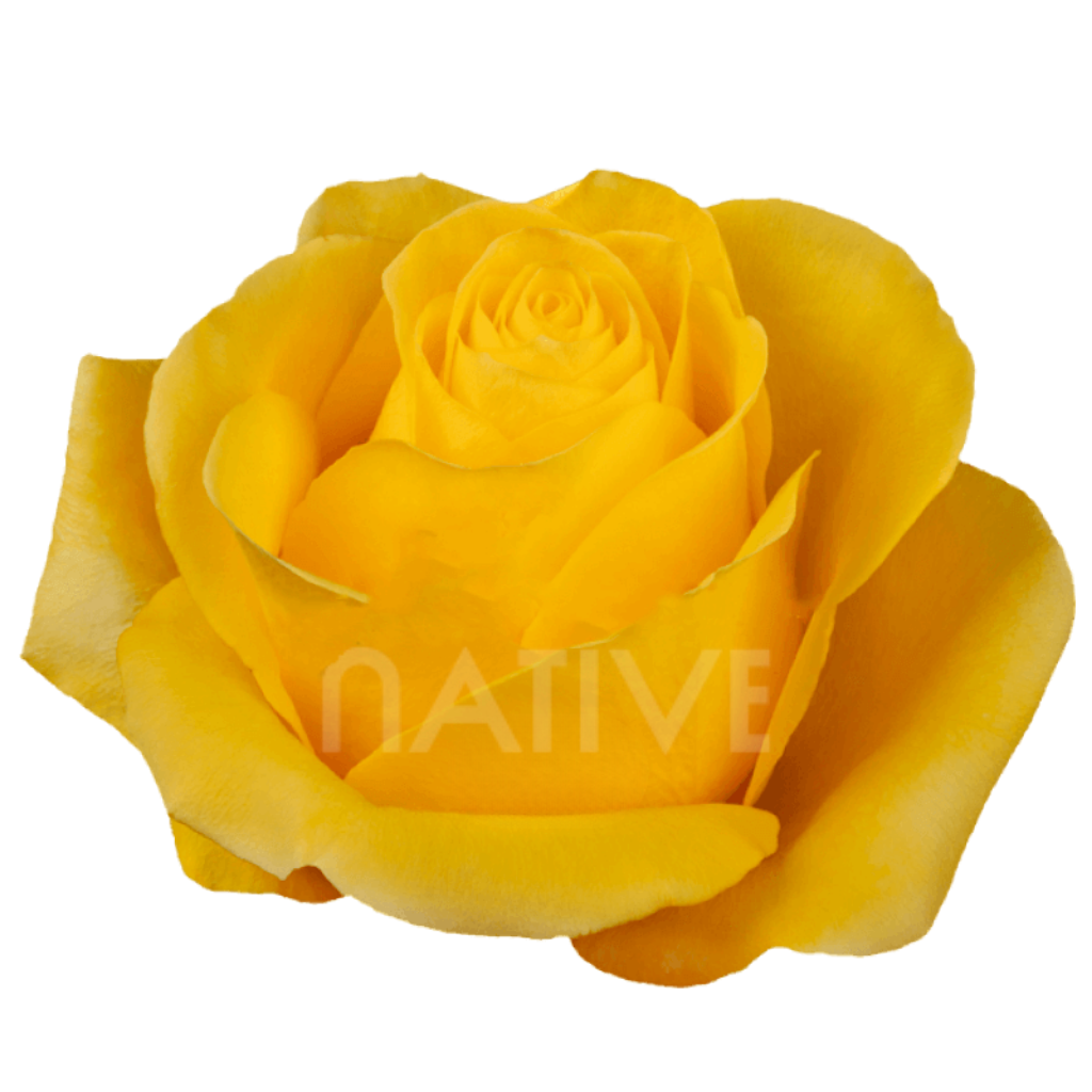 Brighton Roses 40 CM