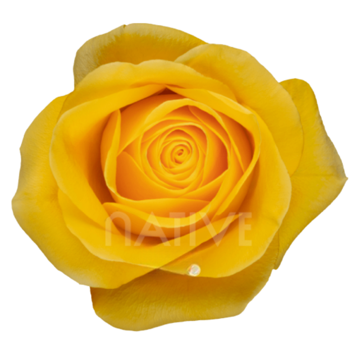 Brighton Roses 40 CM