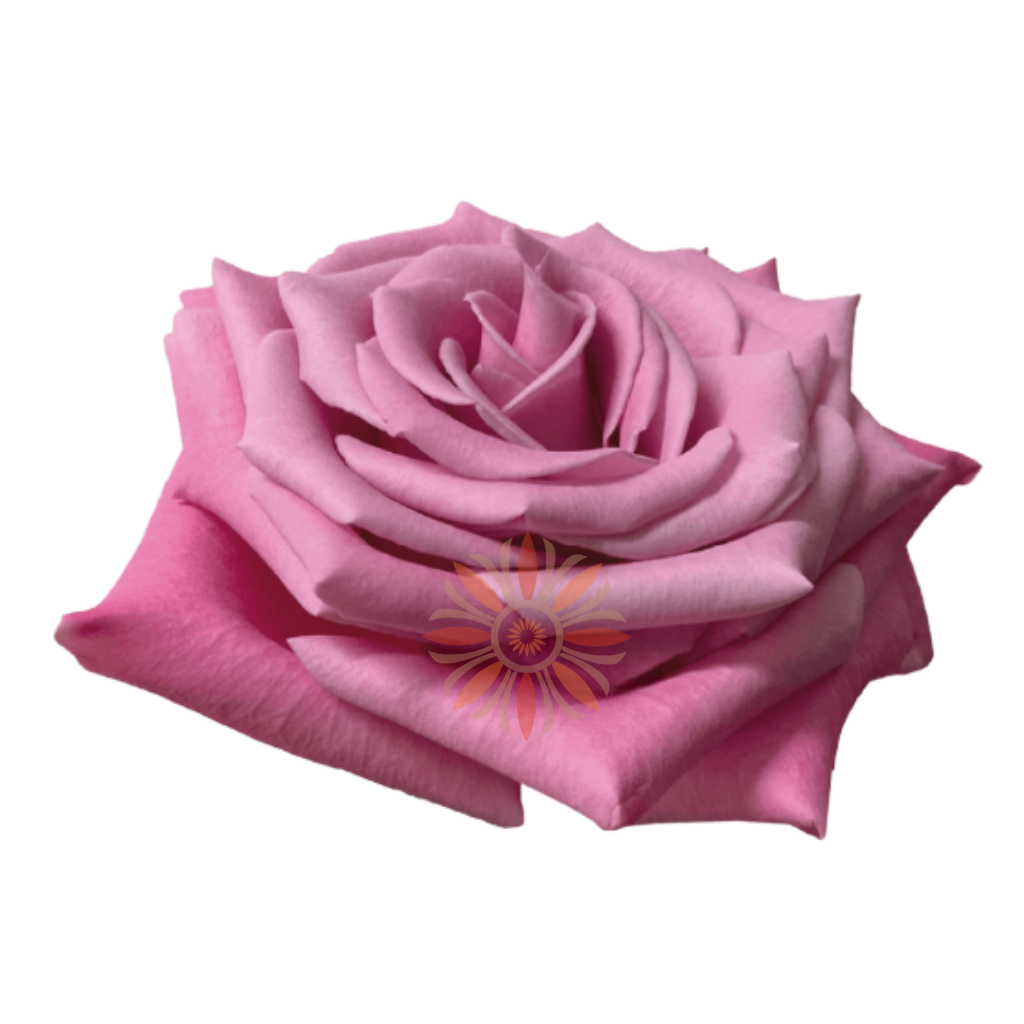Babaloo Roses 60 CM