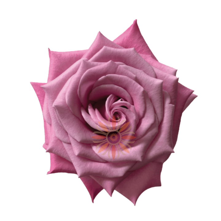 Babaloo Roses 60 CM