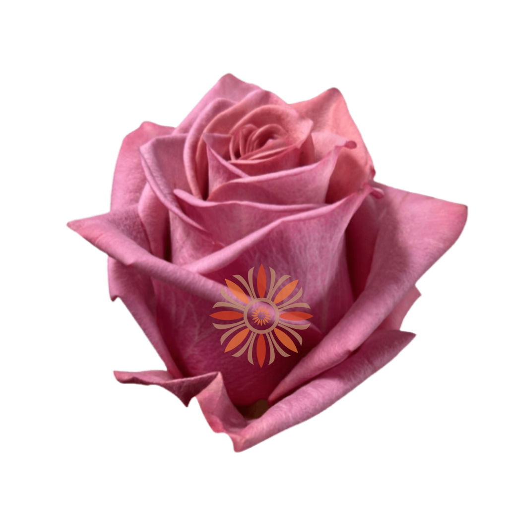 Barista Roses 40 CM