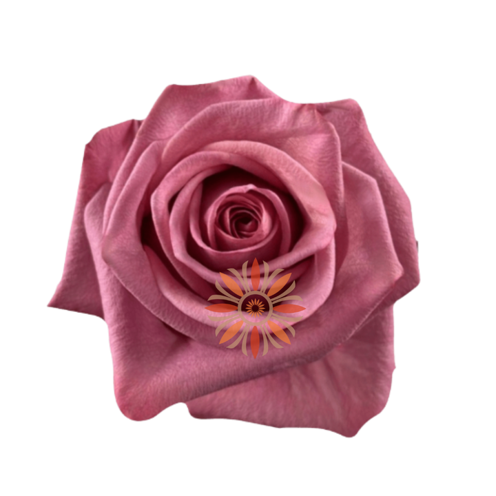 Barista Roses 40 CM