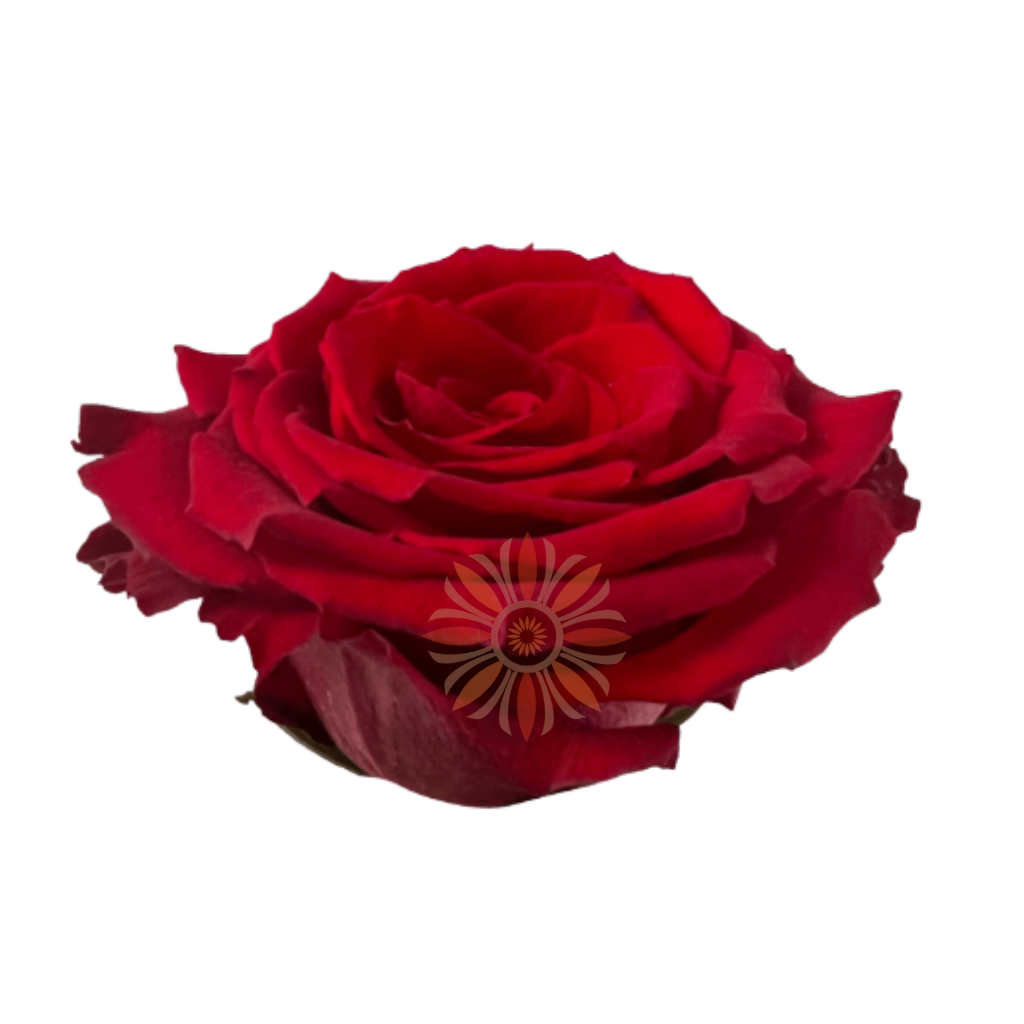 Born Free Roses 70 CM