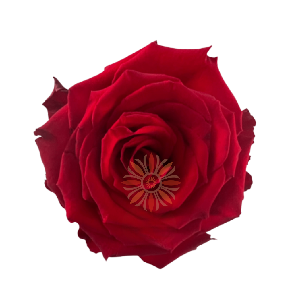 Born Free Roses 70 CM