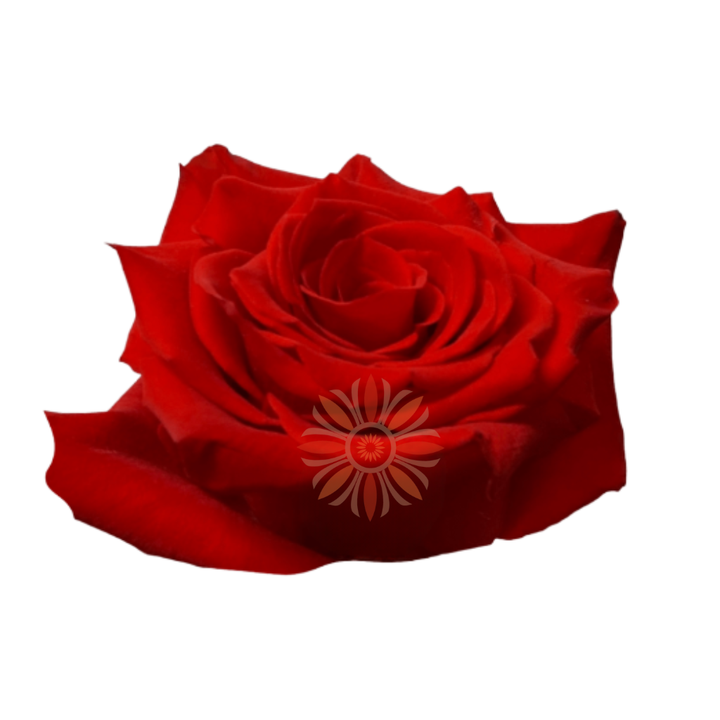 Born Happy Roses 80 CM