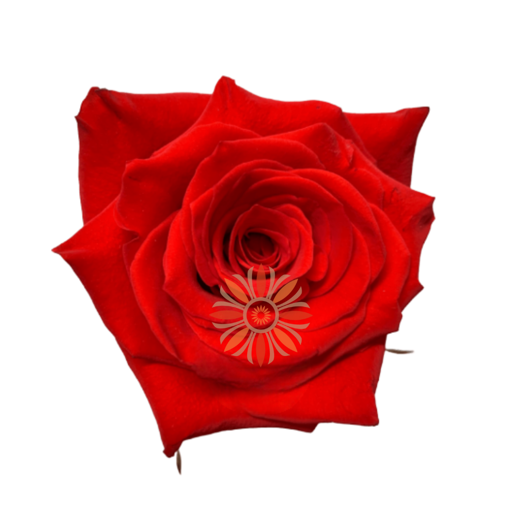 Born Happy Roses 80 CM