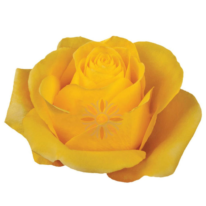 Brighton Roses 40 CM