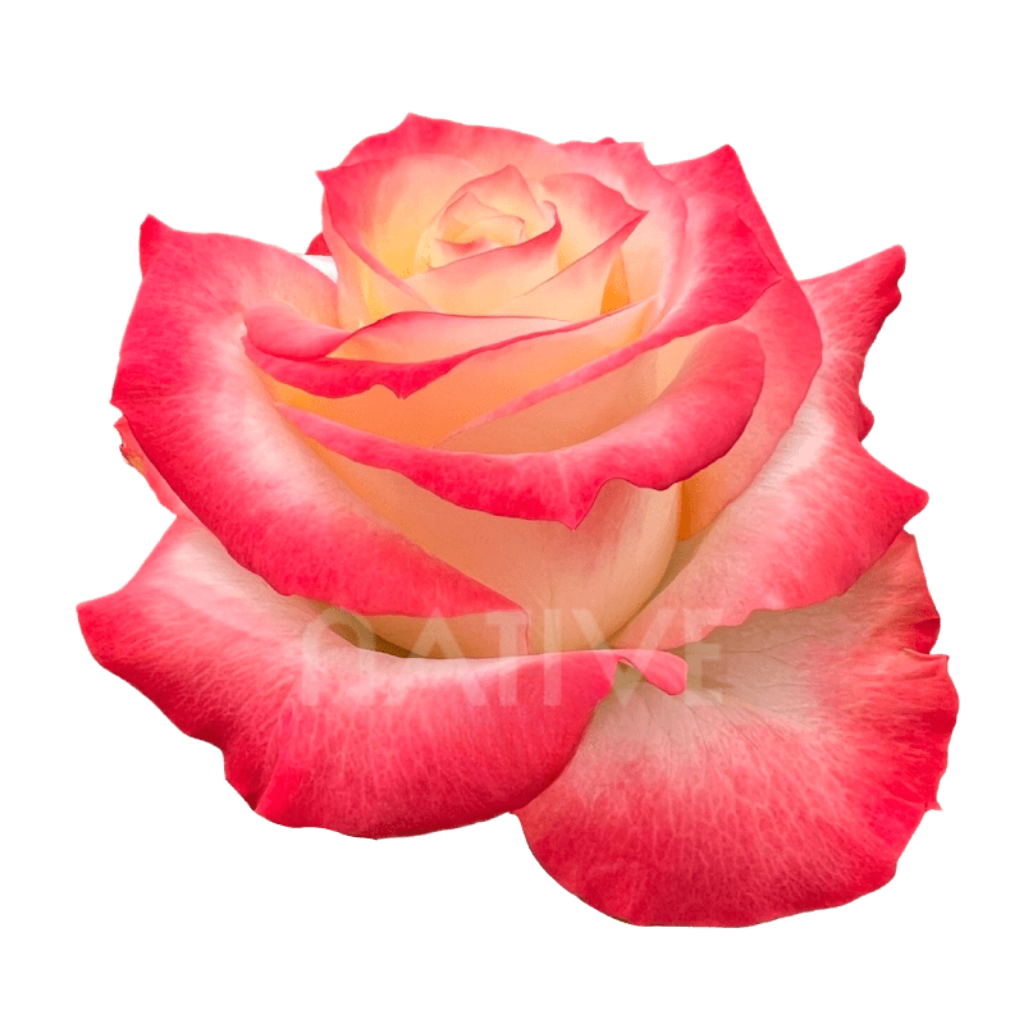 Cabaret Roses 40 CM