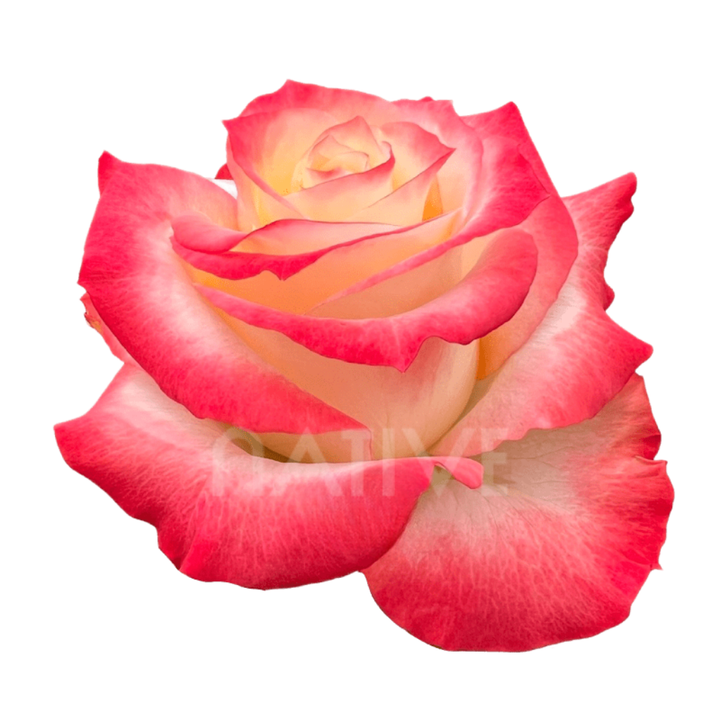 Cabaret Roses 40 CM