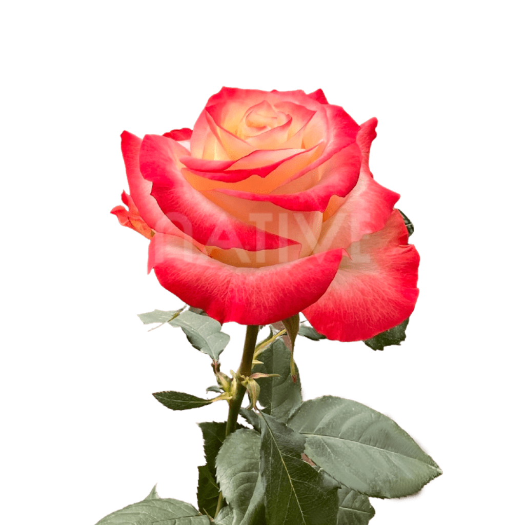 Cabaret Roses 40 CM