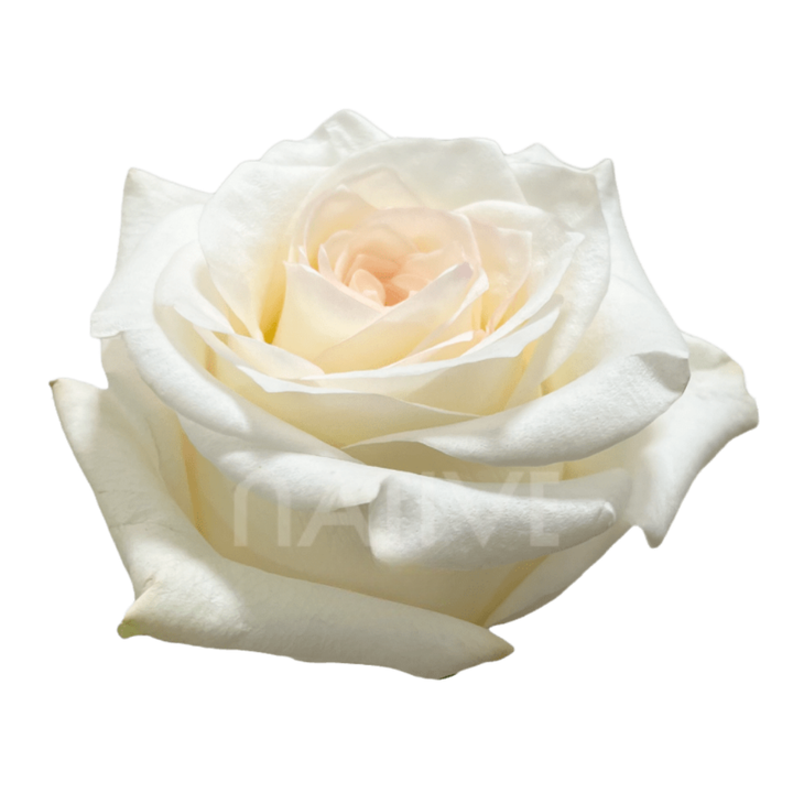 Candlelight Roses 40 CM