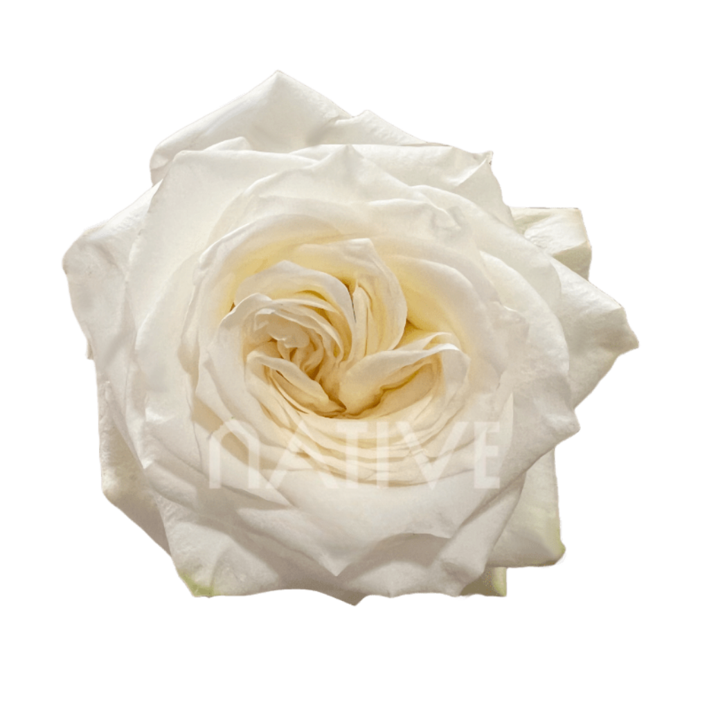 Candlelight Roses 40 CM