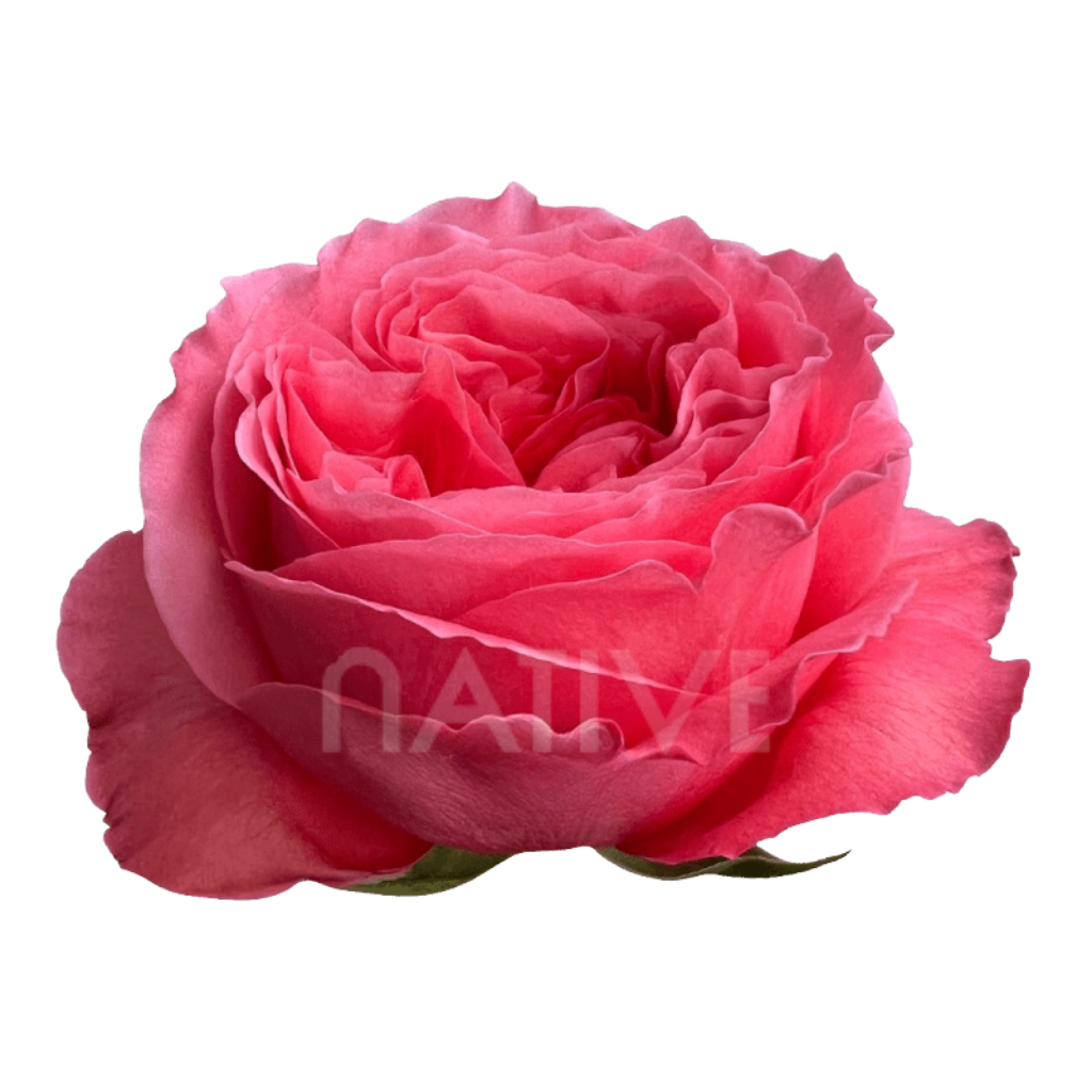 Candy Xpression Roses 50 CM