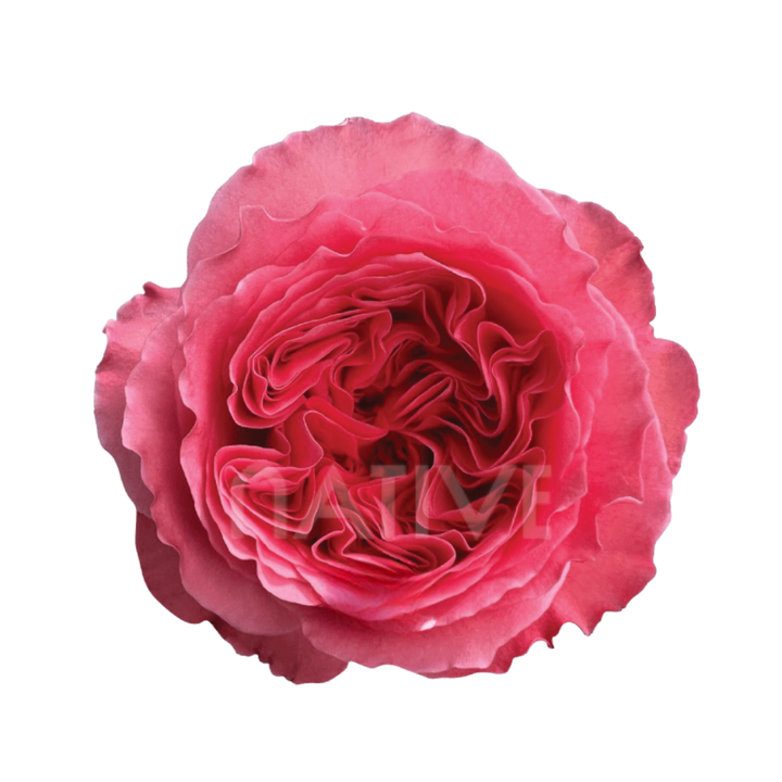 Candy Xpression Roses 50 CM