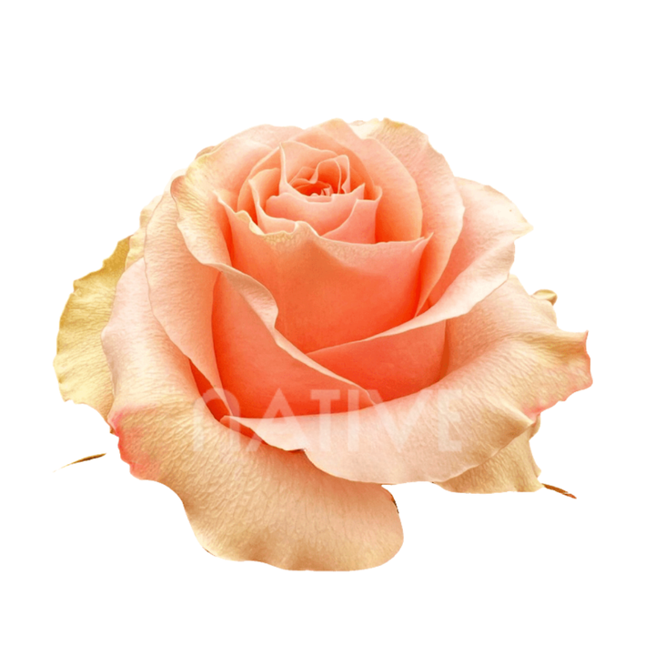 Carpe Diem Roses 80 CM