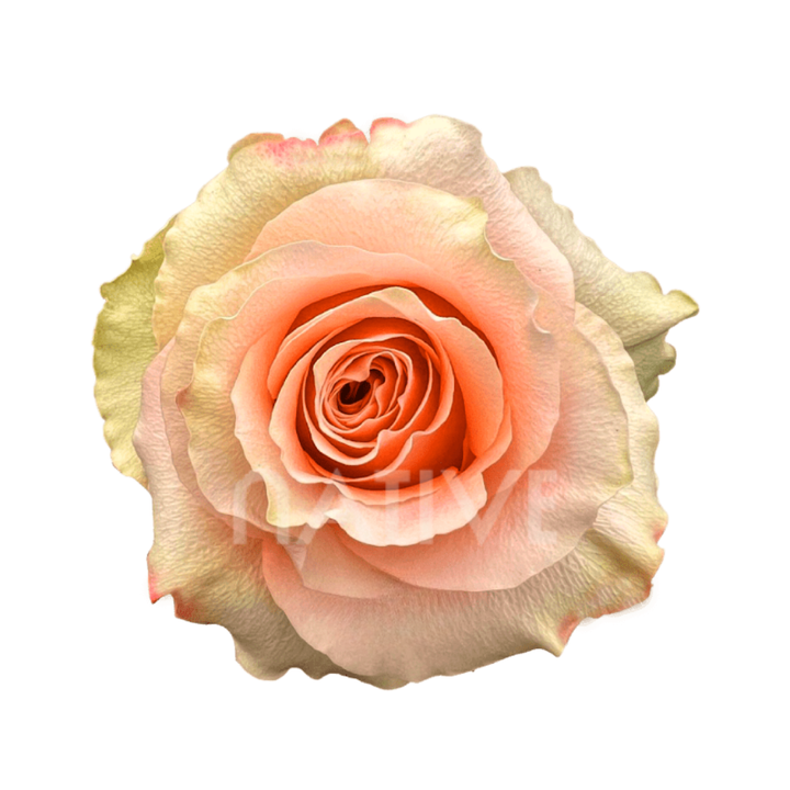 Carpe Diem Roses 80 CM
